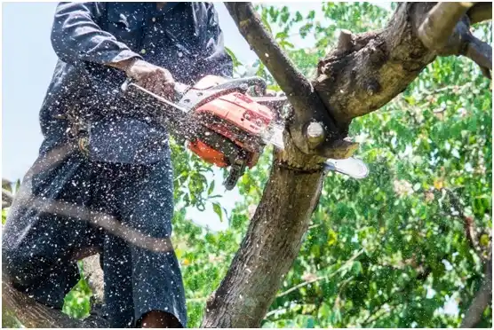 tree services Estill Springs